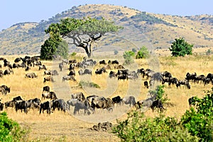 Masai Mara, Kenya