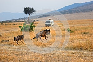 Masai Mara, Kenya