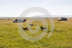 MASAI MARA, KENYA - FEBRUARY 19, 2020: Safari vehicles and cheetahs in Masai Mara National Reserve, Ken