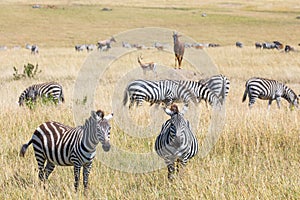 Masai Mara, Kenya, safari scene with grazing zebra, Topi, and Thomsons gazelle in landscape with tall grass photo