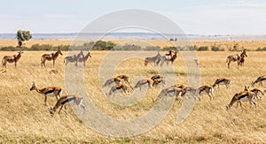 Masai Mara, Kenya, safari scene with herds of Thomsons Gazelle grazing on tall grass in foreground and Coke`s Hartebeest in backgr photo