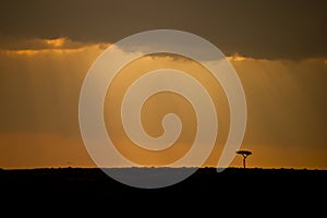 Masai Mara Kenya Sunset