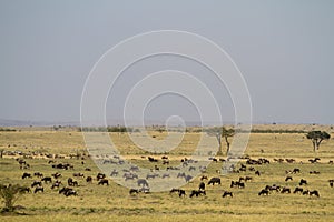 Masai mara landscape