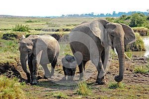 Masai Mara landscape with African elephant family Loxodonta africana