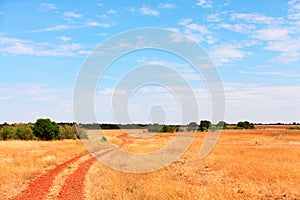 Masai Mara landscape