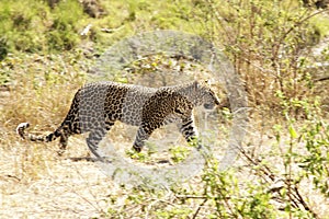 Masai Mara Leopard