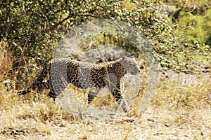 Masai Mara Leopard