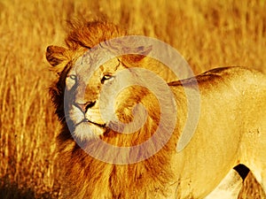 Masai Mara Lion