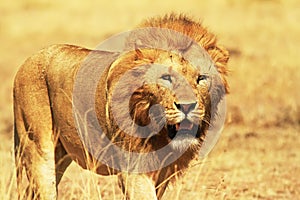 Masai Mara Lion photo