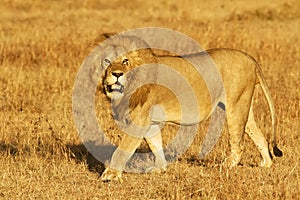 Masai Mara Lion