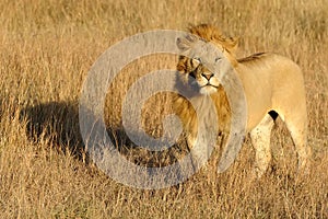 Masai Mara Lion