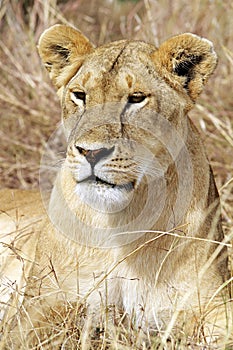 Masai Mara Lion