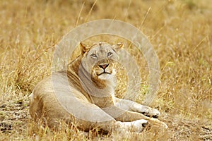 Masai Mara Lion