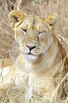 Masai Mara Lion