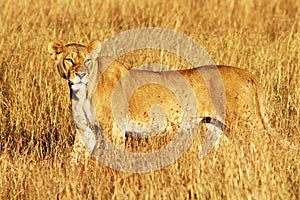 Masai Mara Lion