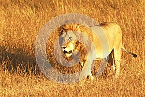 Masai Mara Lion