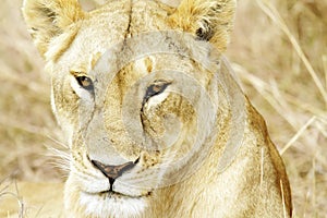 Masai Mara Lion