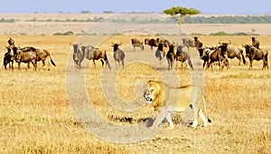 Masai Mara Lion