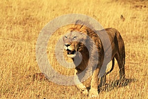 Masai Mara Lion