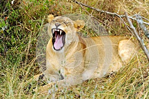 Masai Mara Lion