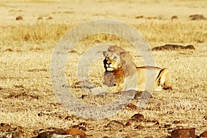 Masai Mara Lion