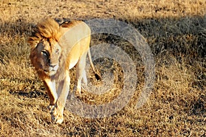 Masai Mara Lion