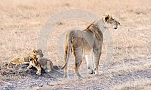 Masai Mara Lion