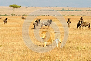 Masai Mara Lion