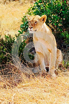 Masai Mara Lion