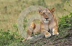 Masai-Mara Lion