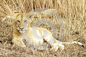 Masai Mara Lion Cub