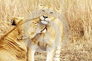 Masai Mara Lion Cub