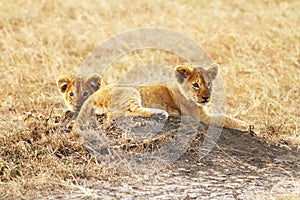 Masai Mara Lion Cubs