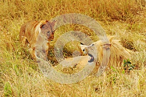 Masai Mara Lions