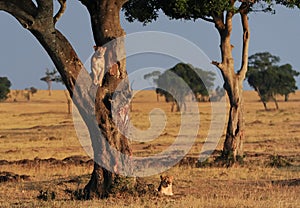 Masai Mara Lions