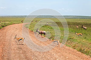 Masai Mara National Park