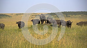 The Masai Mara national reserve in Kenya