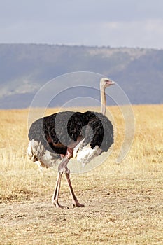 Masai Mara Ostrich