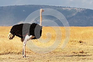 Masai Mara Ostrich