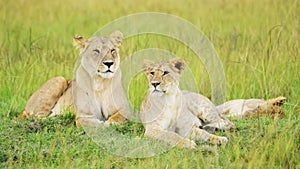 Masai Mara Pride of Lions in Long Savanna Grass, African Wildlife Safari Animal in Maasai Mara Natio