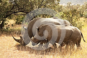 Masai Mara Rhino