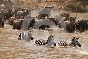 Masai Mara river crossing photo