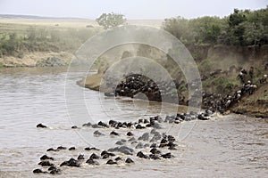 Masai Mara river crossing