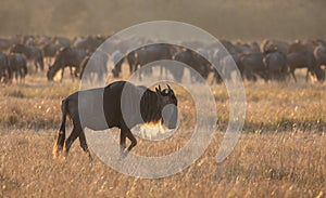 Masai Mara safari scene with single wildebeest in foreground and herd in background at sunrise during wildebeest migration