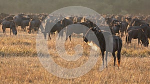 Masai Mara safari scene with single wildebeest in foreground and herd in background at sunrise during wildebeest migration