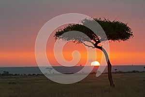 Masai Mara sunrise Kenya photo