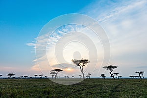 Masai Mara at sunset