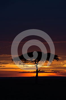 Masai Mara at sunset