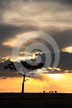 Masai mara sunset