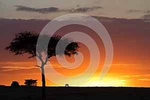 Masai mara sunset